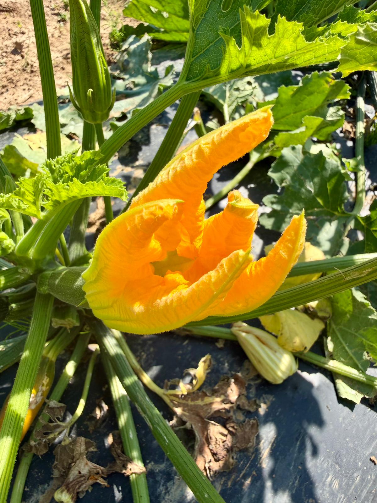 Fiori di zucca